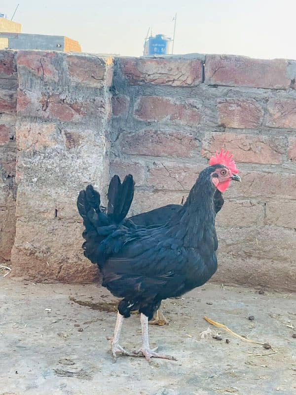 Thai Burmi Female or Pure Thai Chicks and Astalop hens Available 1