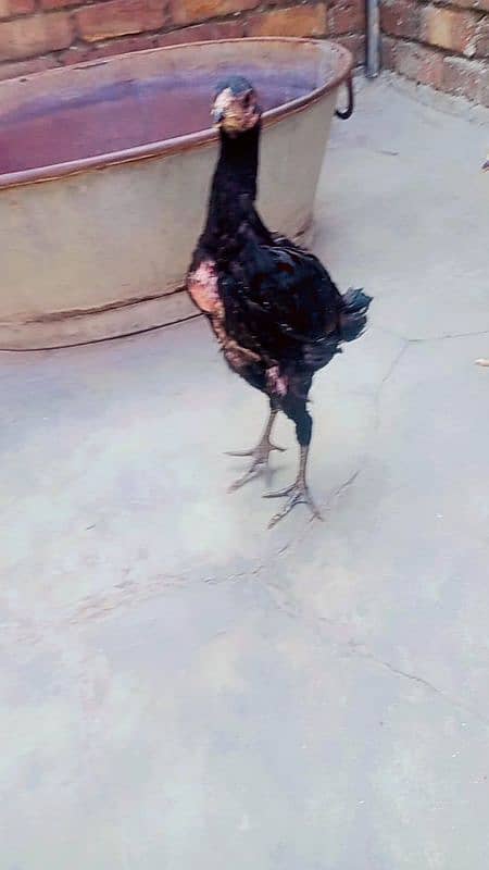 Thai Burmi Female or Pure Thai Chicks and Astalop hens Available 3