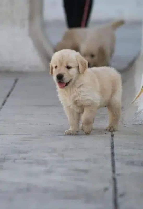 Golden Retriever 1