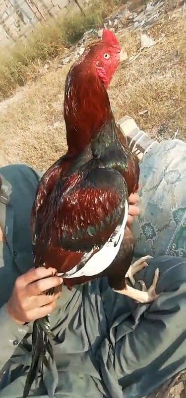 lakha aseel with two hen 0