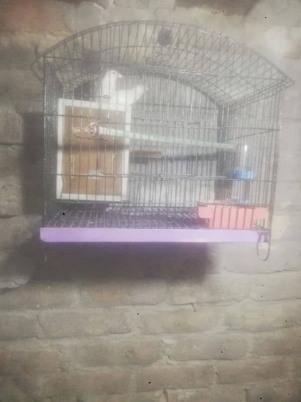 white java Finches breeder pair with cage 0