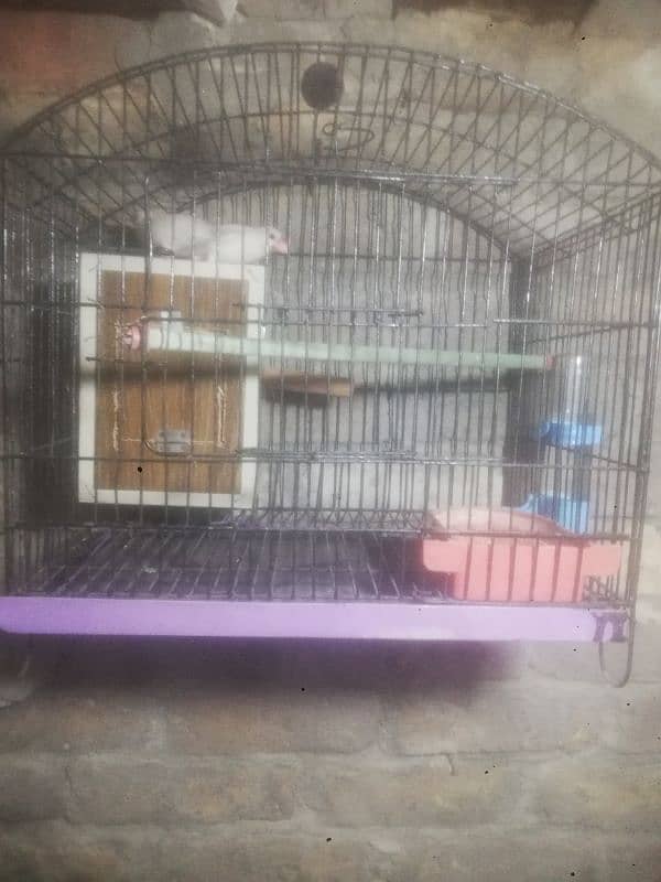 white java Finches breeder pair with cage 1