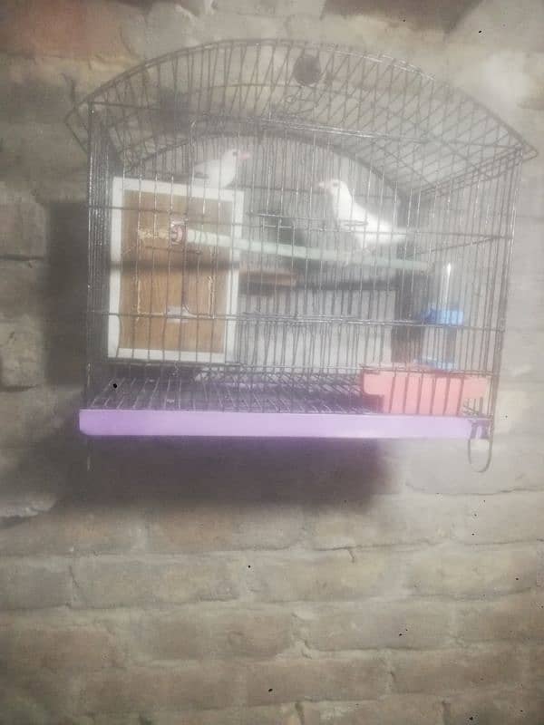 white java Finches breeder pair with cage 2