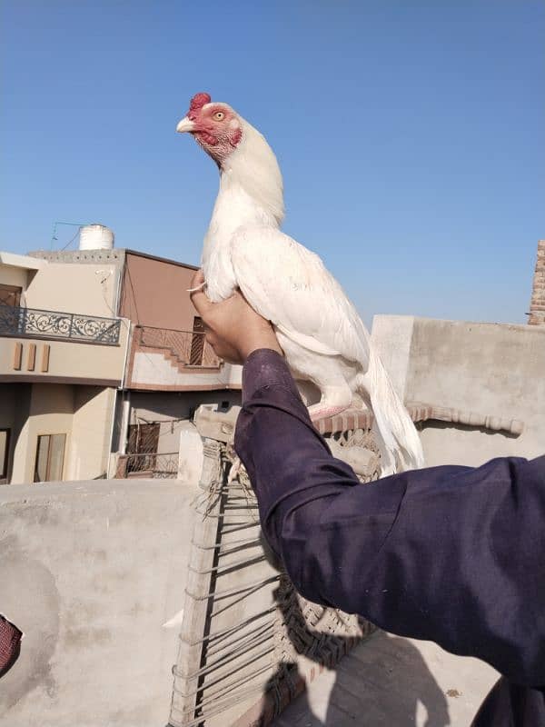 High Quality White Aseel Male 1