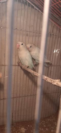 Love Bird Breeder Pairs with breeding history