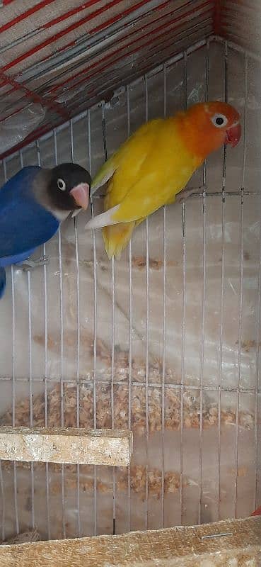 Love Bird Breeder Pairs with breeding history 3