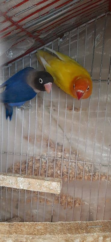 Love Bird Breeder Pairs with breeding history 4