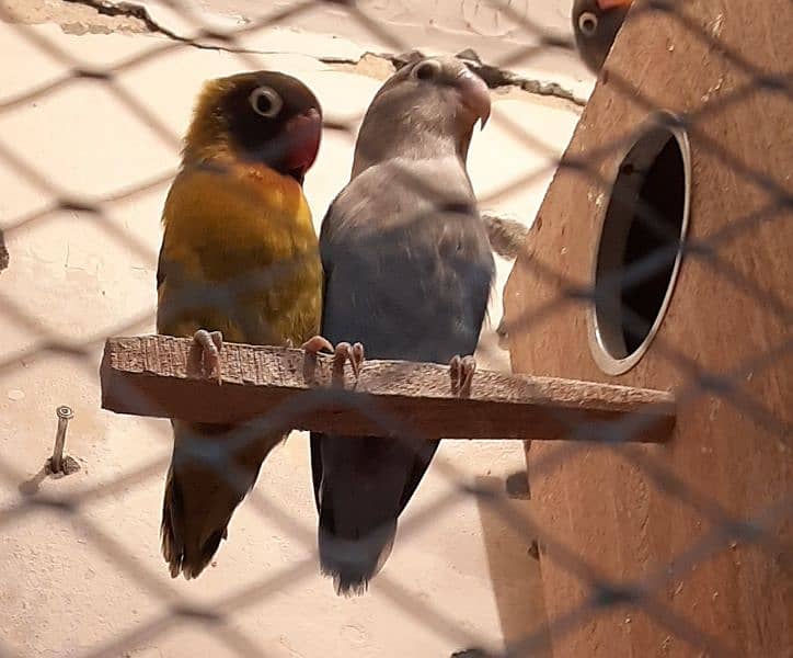 Love Bird Breeder Pairs with breeding history 6