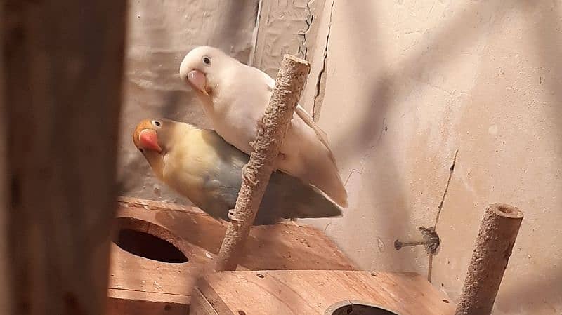 Love Bird Breeder Pairs with breeding history 7