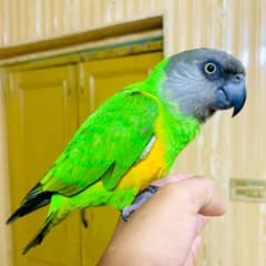 Senegal Parrot | imported parrots | Hand tame |Talking birds