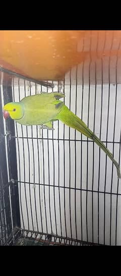 Bird green parrot