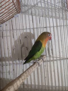 Love bird female with cage