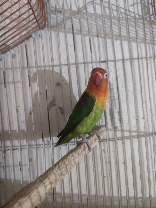 Love bird female with cage 1