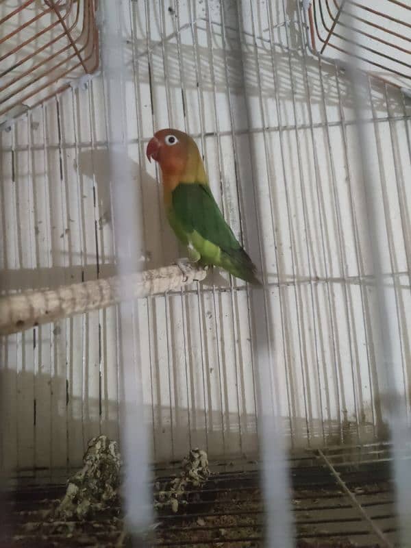 Love bird female with cage 2