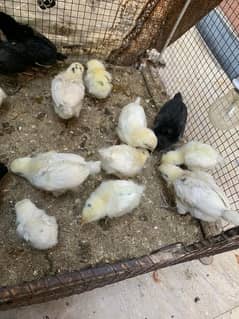 chicks