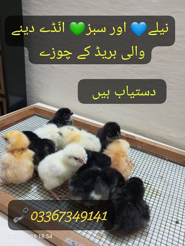 Fancy Blue & Green Eggs dani wali Rear breed ka Chiks & Eggs available 1