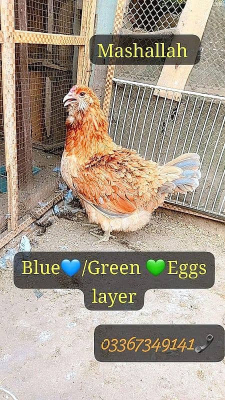 Fancy Blue & Green Eggs dani wali Rear breed ka Chiks & Eggs available 8