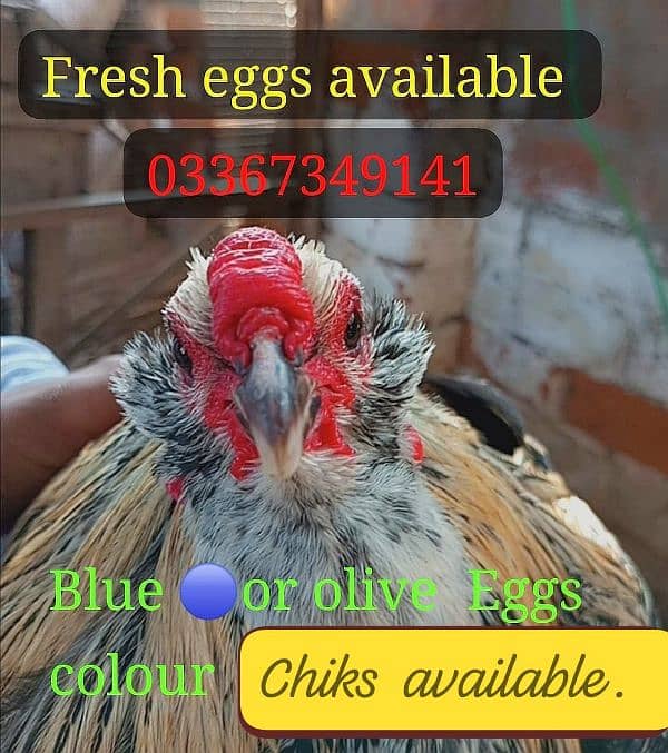 Fancy Blue & Green Eggs dani wali Rear breed ka Chiks & Eggs available 3