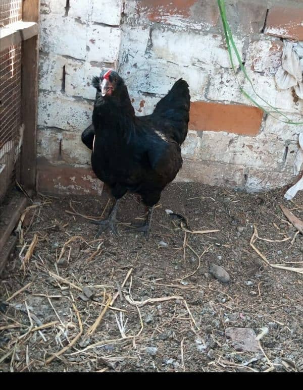 Fancy Blue & Green Eggs dani wali Rear breed ka Chiks & Eggs available 9