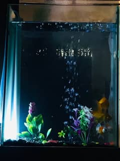 aquarium