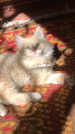 Pure persian fawn ( 2 months kitten)