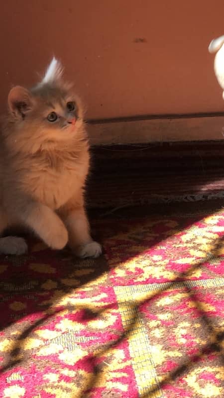 Pure persian fawn ( 2 months kitten) 1