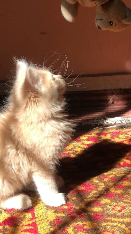 Pure persian fawn ( 2 months kitten) 2