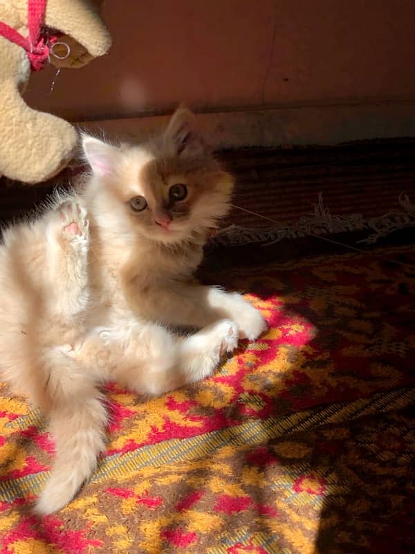 Pure persian fawn ( 2 months kitten) 3