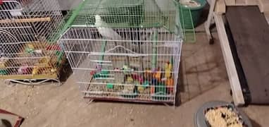 African Grey and cockatoo corella