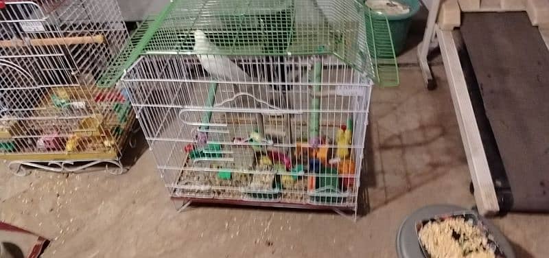 African Grey and cockatoo corella 1