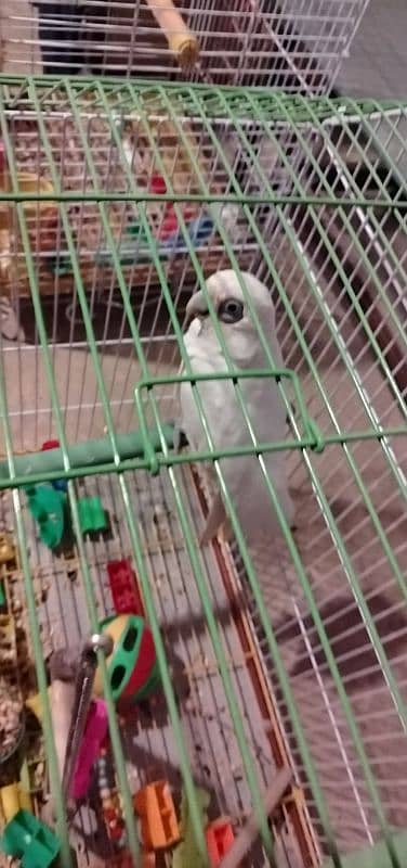 African Grey and cockatoo corella 4