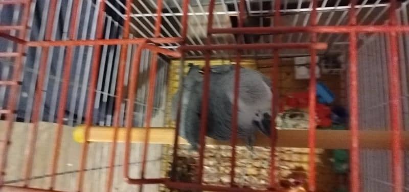 African Grey and cockatoo corella 13