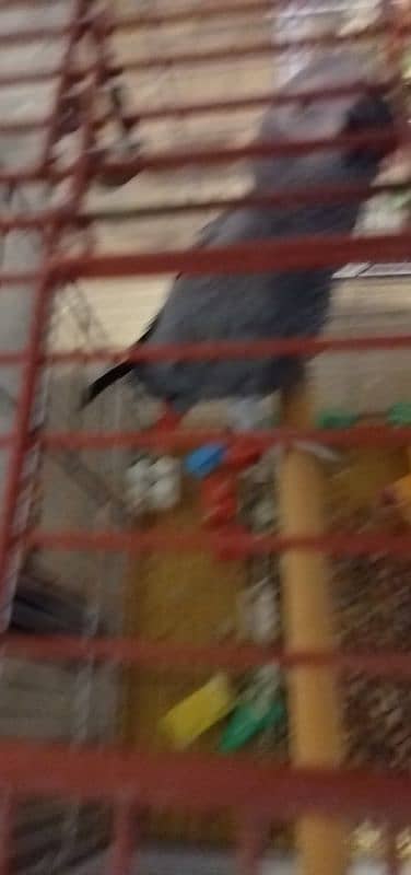 African Grey and cockatoo corella 14