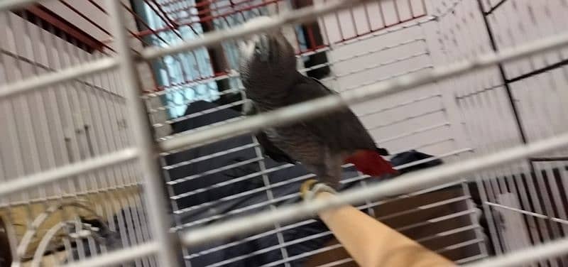 African Grey and cockatoo corella 15