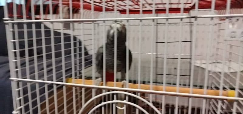 African Grey and cockatoo corella 19