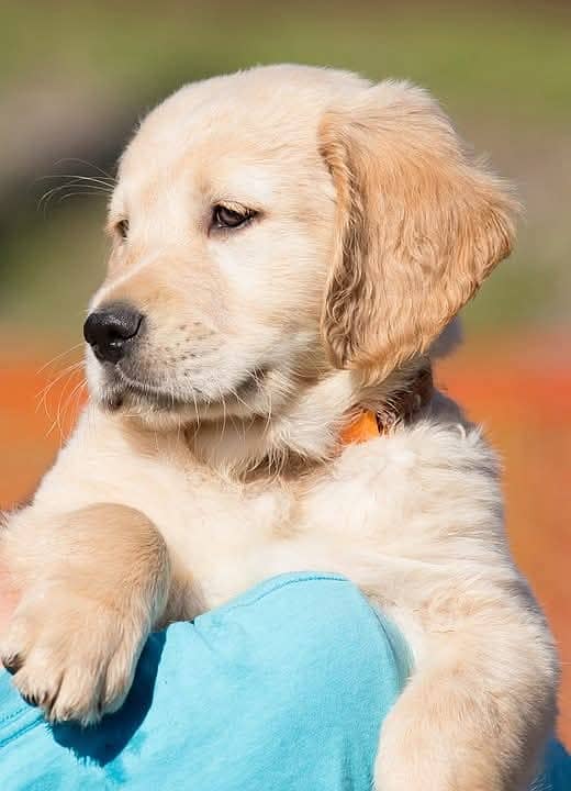 Golden Retriever | Puppy | Dog for sale 0