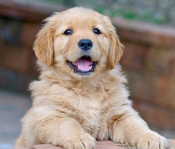 Golden Retriever | Puppy | Dog for sale 1