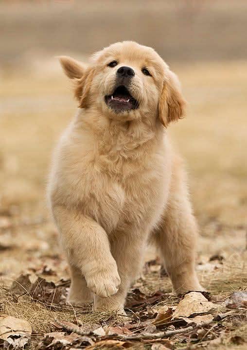 Golden Retriever | Puppy | Dog for sale 3