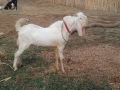 bakra