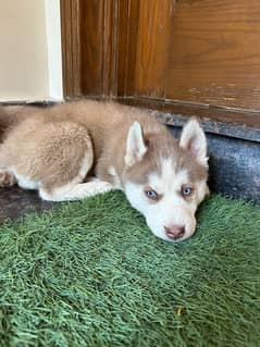 husky puppies for sale