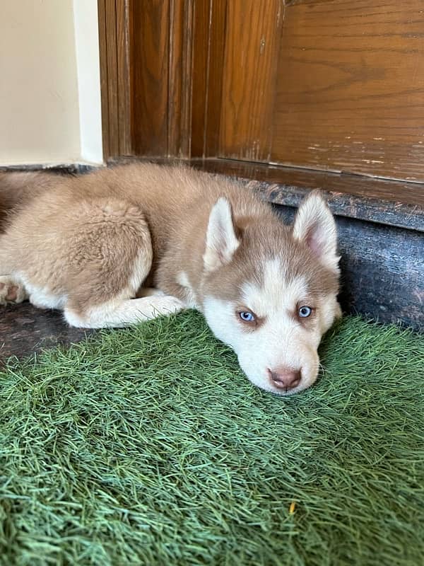 husky puppies for sale 0