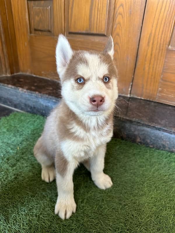 husky puppies for sale 1