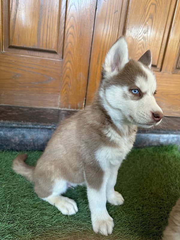 husky puppies for sale 2