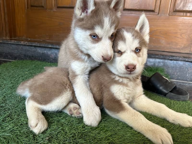 husky puppies for sale 3