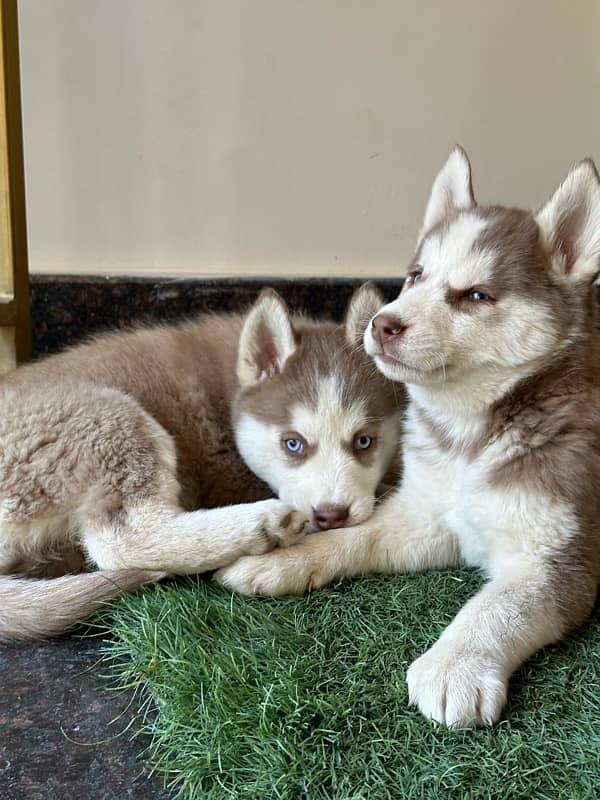 husky puppies for sale 4