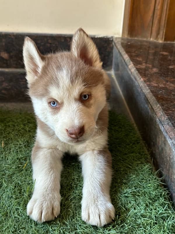 husky puppies for sale 5