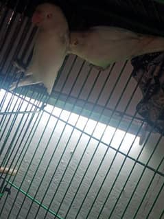 love bird for sale healthy and active for sale on rs 7500