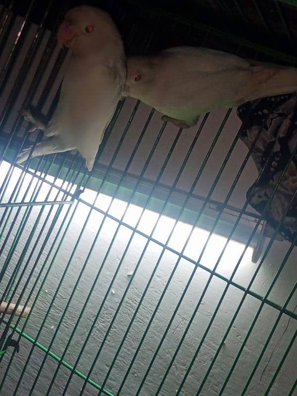 love bird for sale healthy and active for sale on rs 7500 0