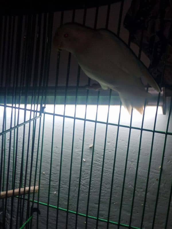 love bird for sale healthy and active for sale on rs 7500 1