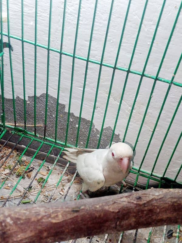 love bird for sale healthy and active for sale on rs 7500 2